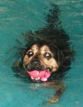 Roxy Swimming